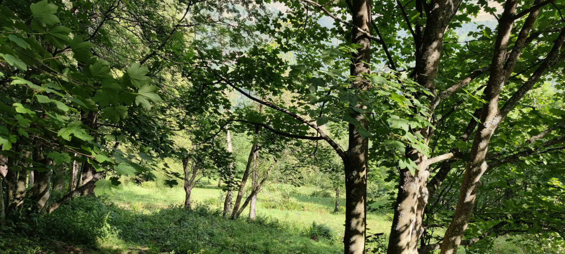 Quattro passi in montagna - Salita al Monte Tivoli da Crissolo, valle Po