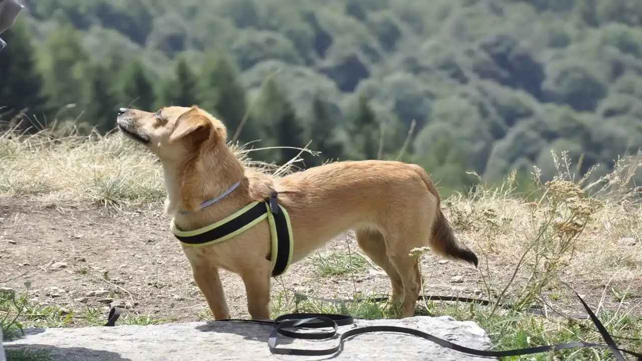 VLog - Estate 2022 - Passeggiata da Frazione Armandi a Rocca Stella, Monterosso Grana (CN), Valle Grana