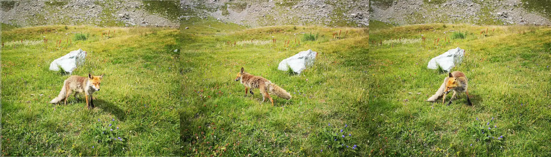 Quattro passi in montagna - Colle Leynir, Gran Paradiso - Il racconto