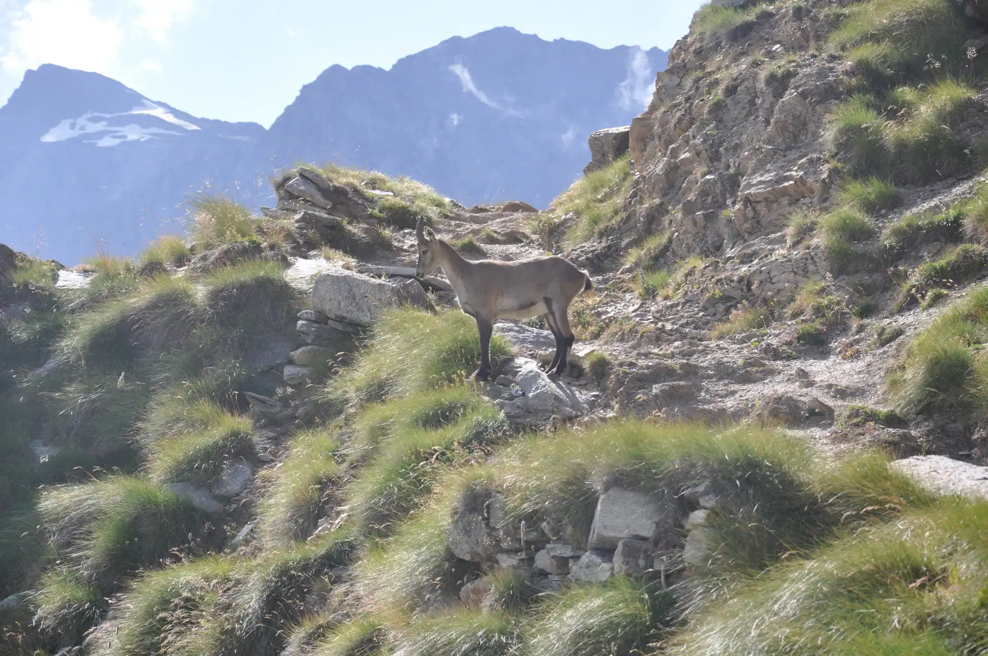 Quattro passi in montagna - Colle della Terra, Gran Paradiso - Il racconto