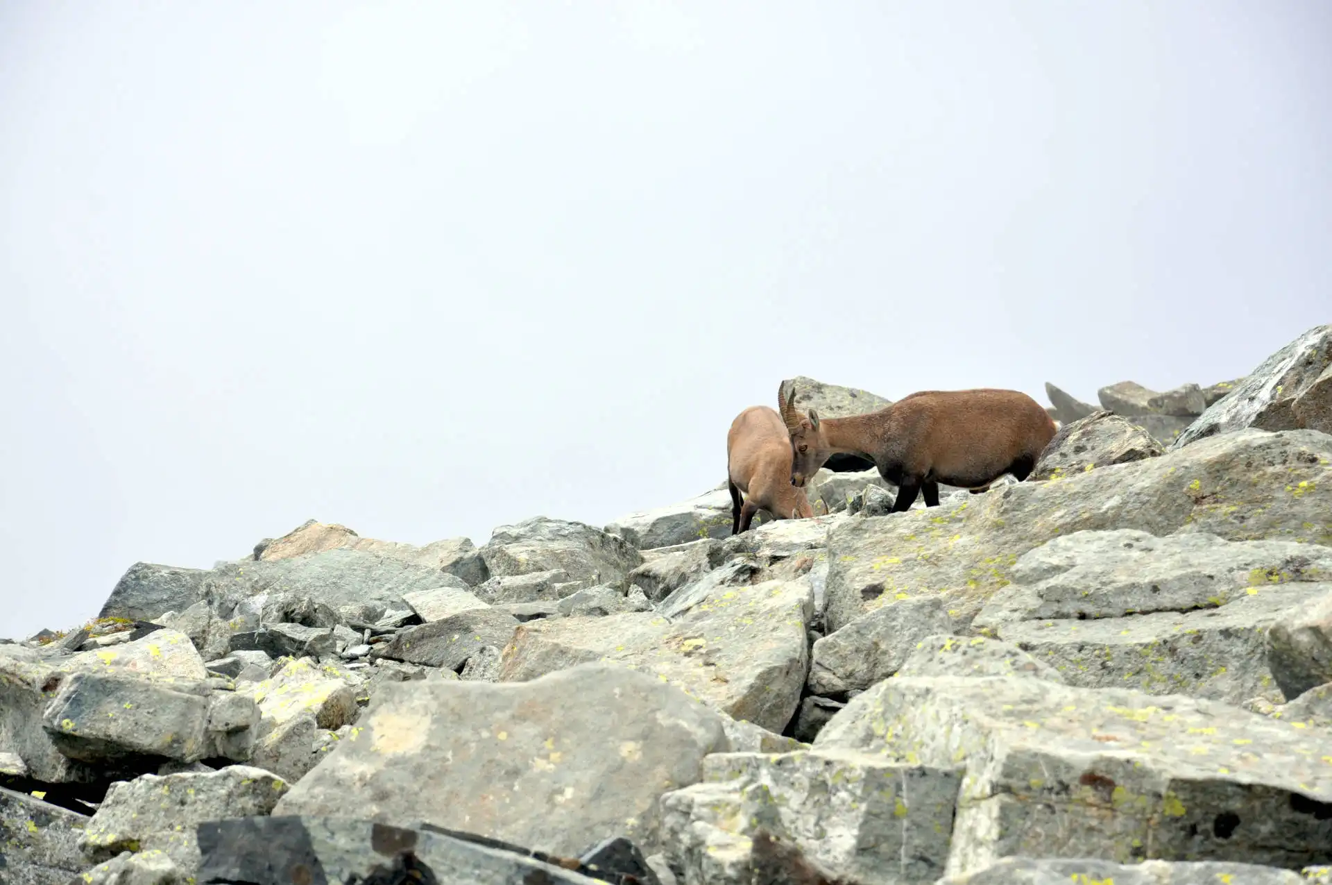 Quattro passi in montagna - Estate 2025 - Rifugio Quintino Sella e Viso Mozzo da Crissolo - Valle PO - Il racconto