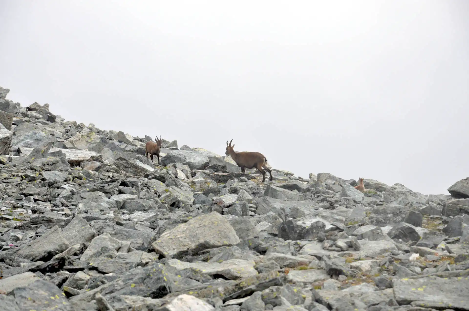 Quattro passi in montagna - Estate 2025 - Rifugio Quintino Sella e Viso Mozzo da Crissolo - Valle PO - Il racconto