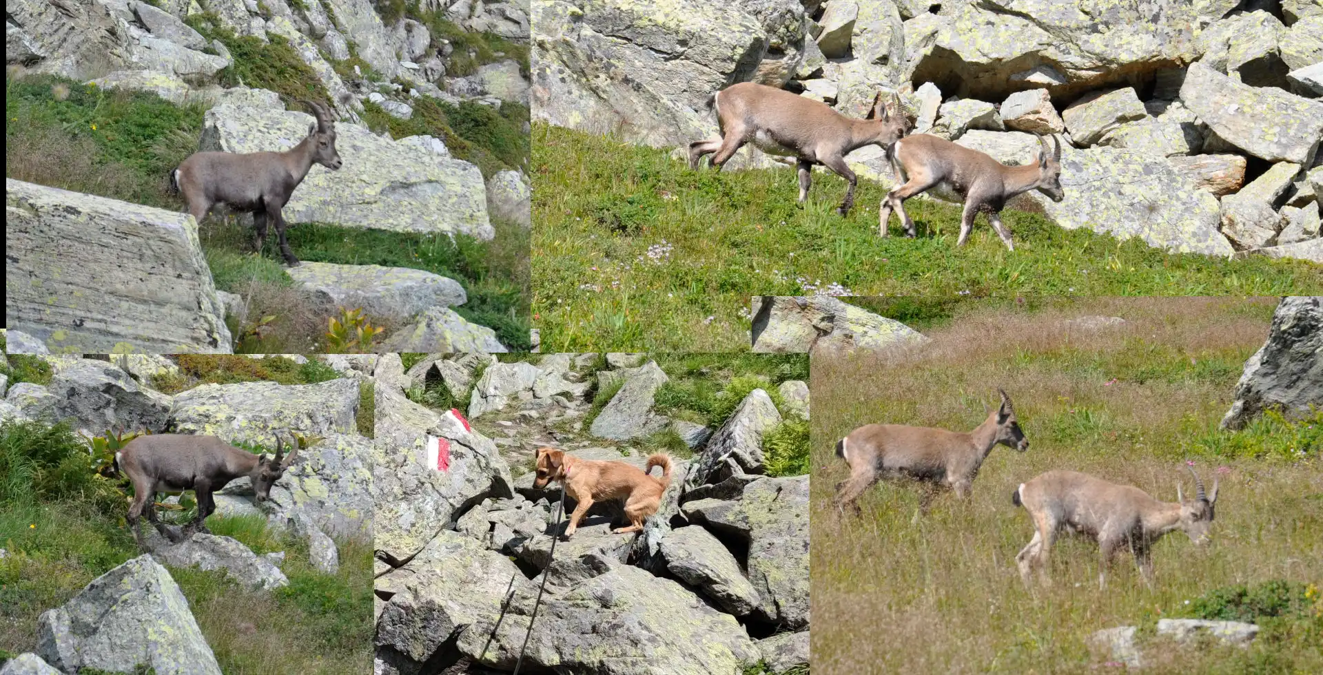 Quattro passi in montagna - Il giro dei laghi del Monviso