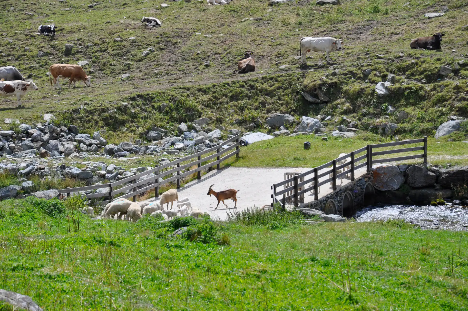 Quattro passi in montagna - Gita al Pian del re, alla scoperta delle sorgenti del po, sotto il Monviso